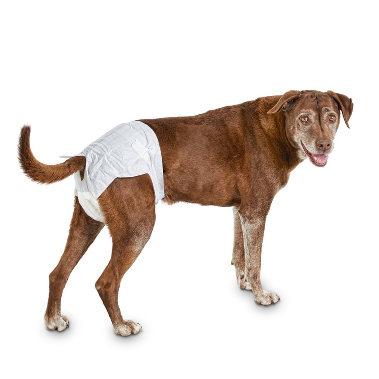 Diapers Chienne